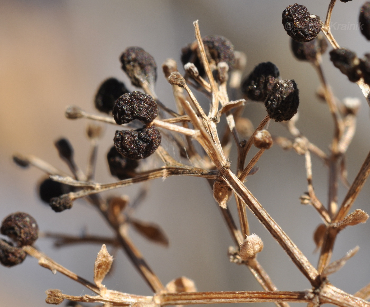 Image of Galium platygalium specimen.