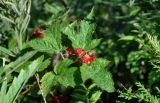 Rubus crataegifolius. Верхушка побега с соплодием. Приморье, окр. г. Находка, окр. пос. Ливадия, бухта Средняя, опушка широколиственного леса. 04.08.2021.