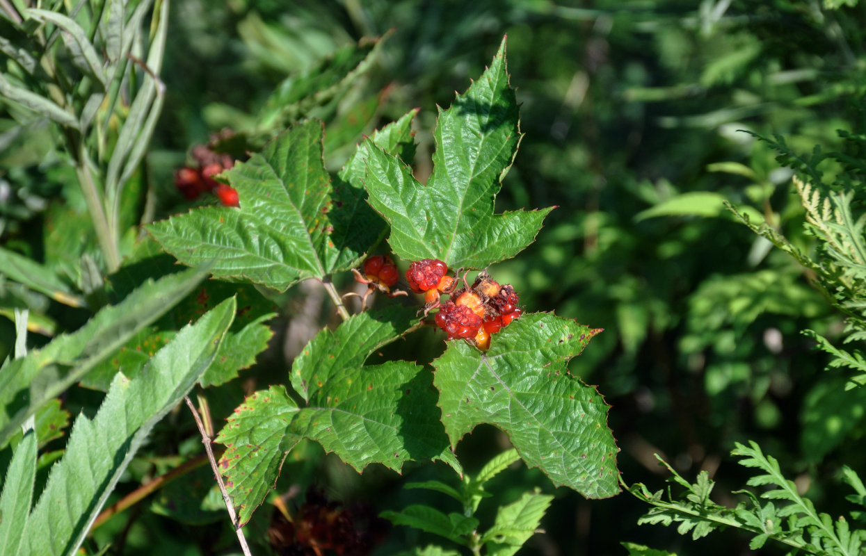 Изображение особи Rubus crataegifolius.