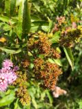 Spiraea salicifolia