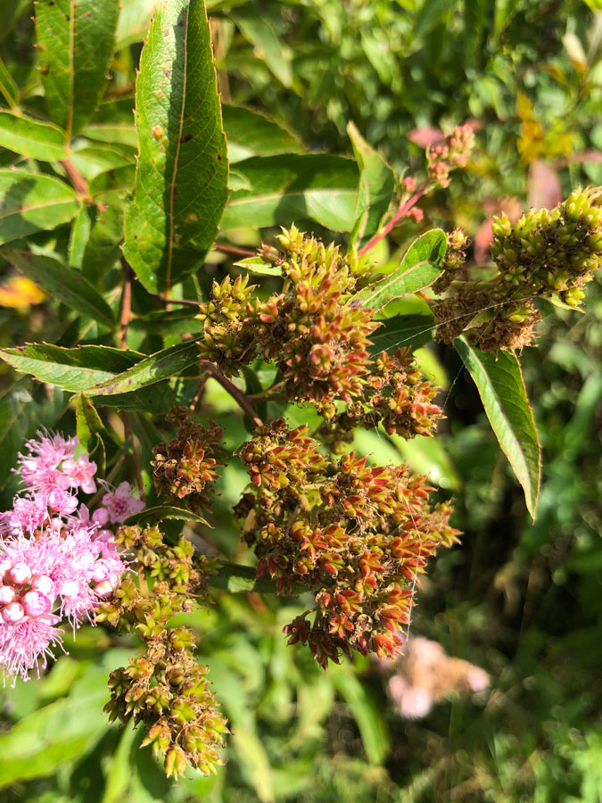 Изображение особи Spiraea salicifolia.