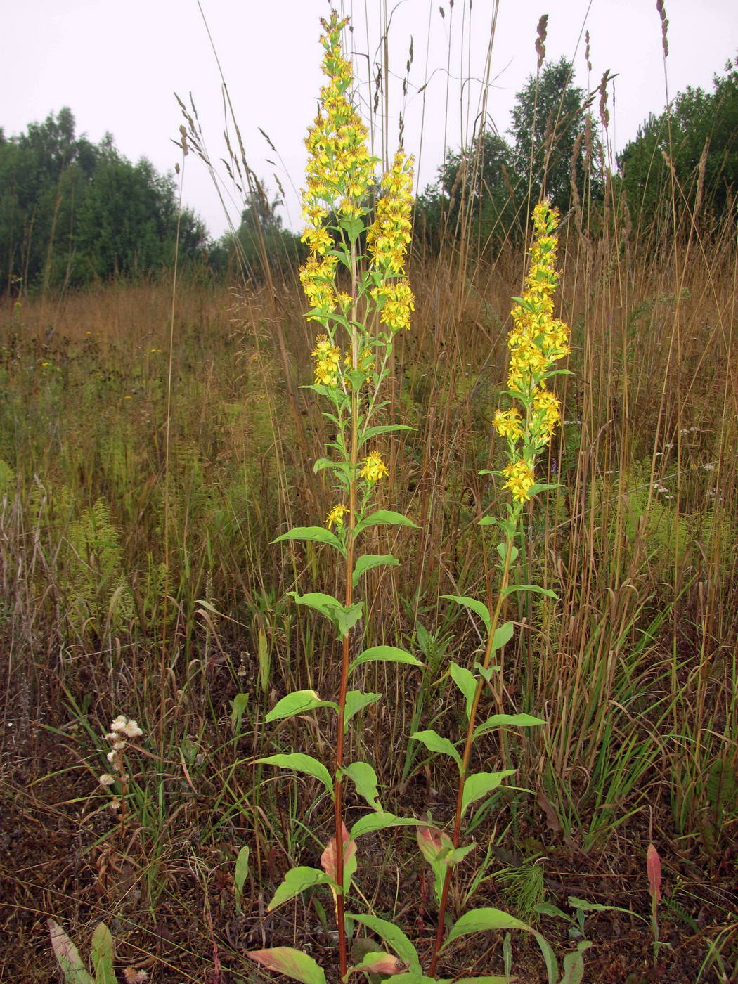 Image of Solidago virgaurea specimen.