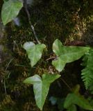 Hedera helix. Листья. Республика Адыгея, Майкопский р-н, окр. пос. Каменномостский, нижняя часть каньона р. Мишоко. 30 июля 2022 г.