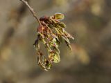 Ulmus glabra