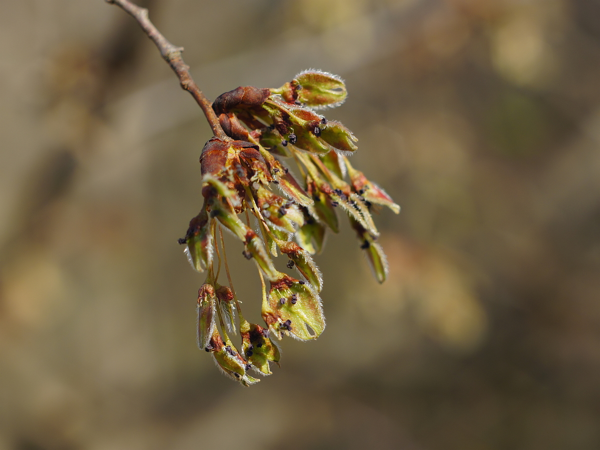 Изображение особи Ulmus glabra.