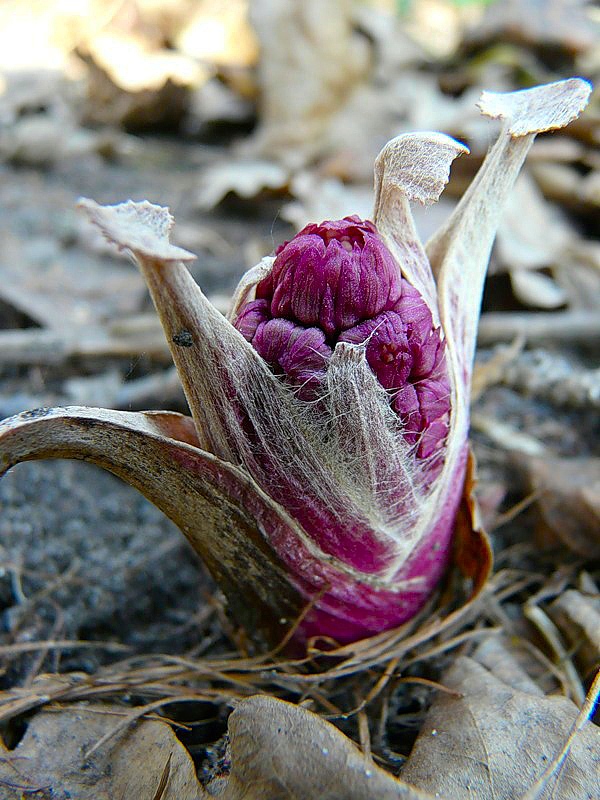 Image of genus Petasites specimen.