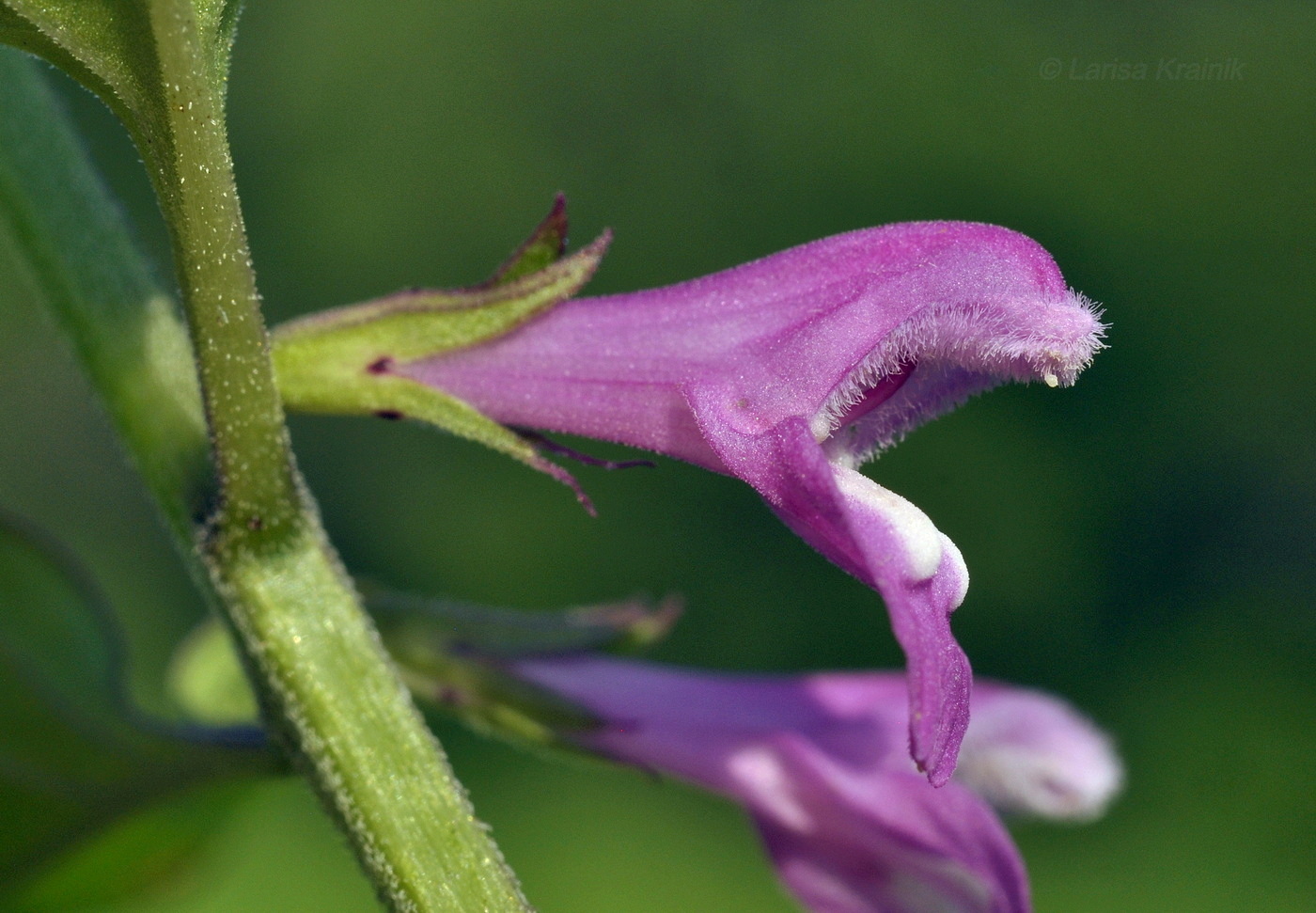Image of Melampyrum roseum specimen.