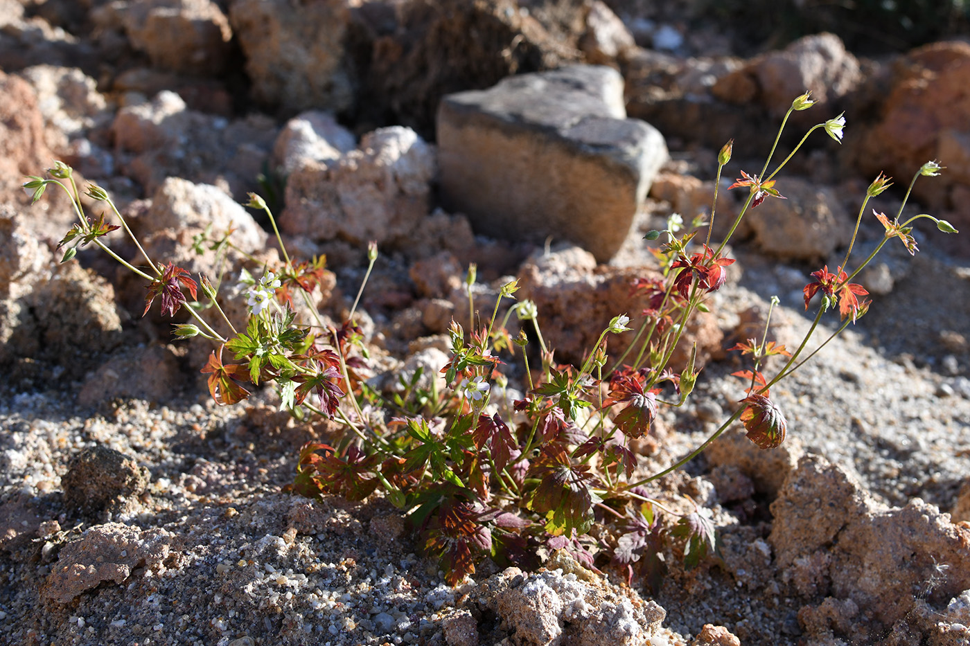 Image of genus Geranium specimen.