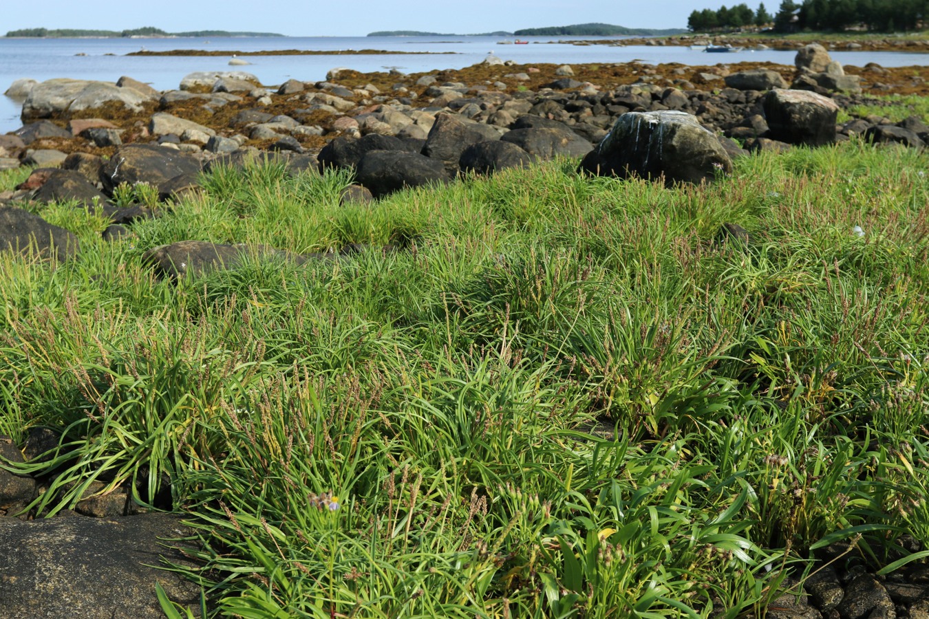 Image of Plantago maritima specimen.