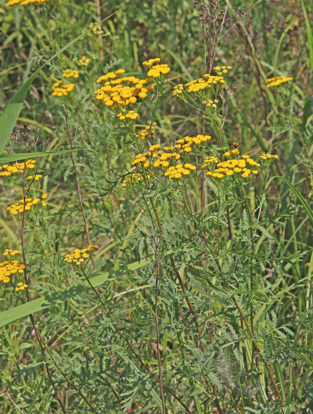 Изображение особи Tanacetum vulgare.