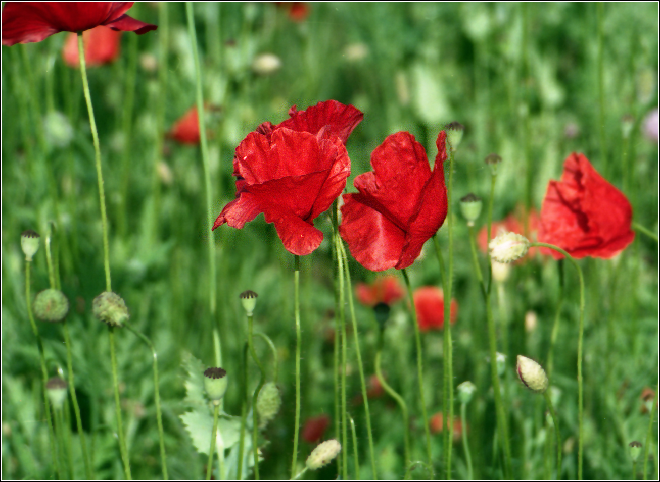 Image of Papaver rhoeas specimen.