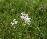 Polygala caucasica