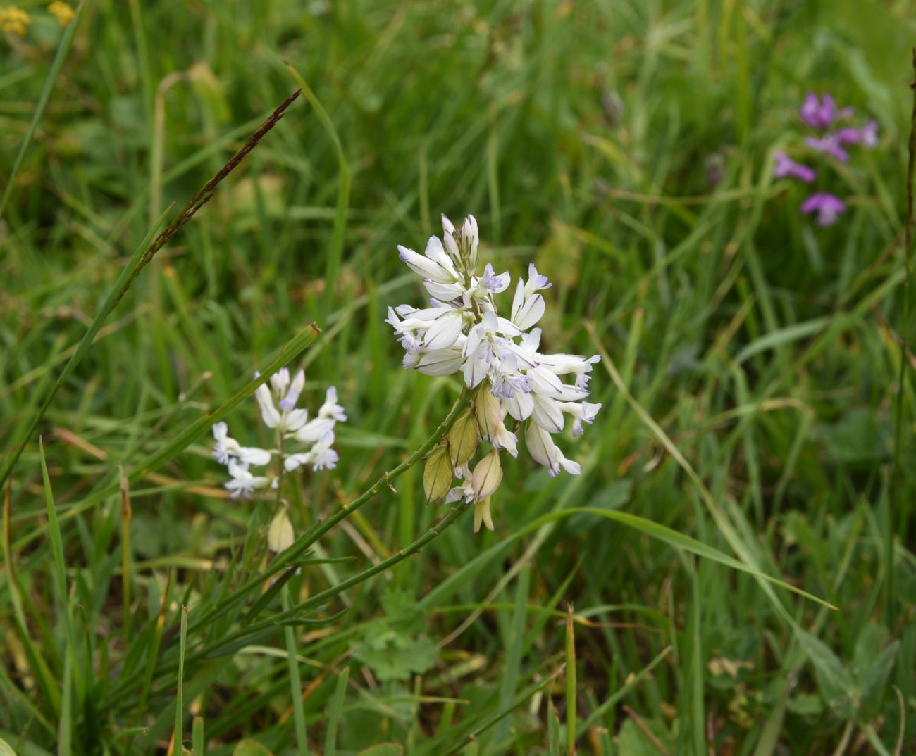 Image of Polygala caucasica specimen.