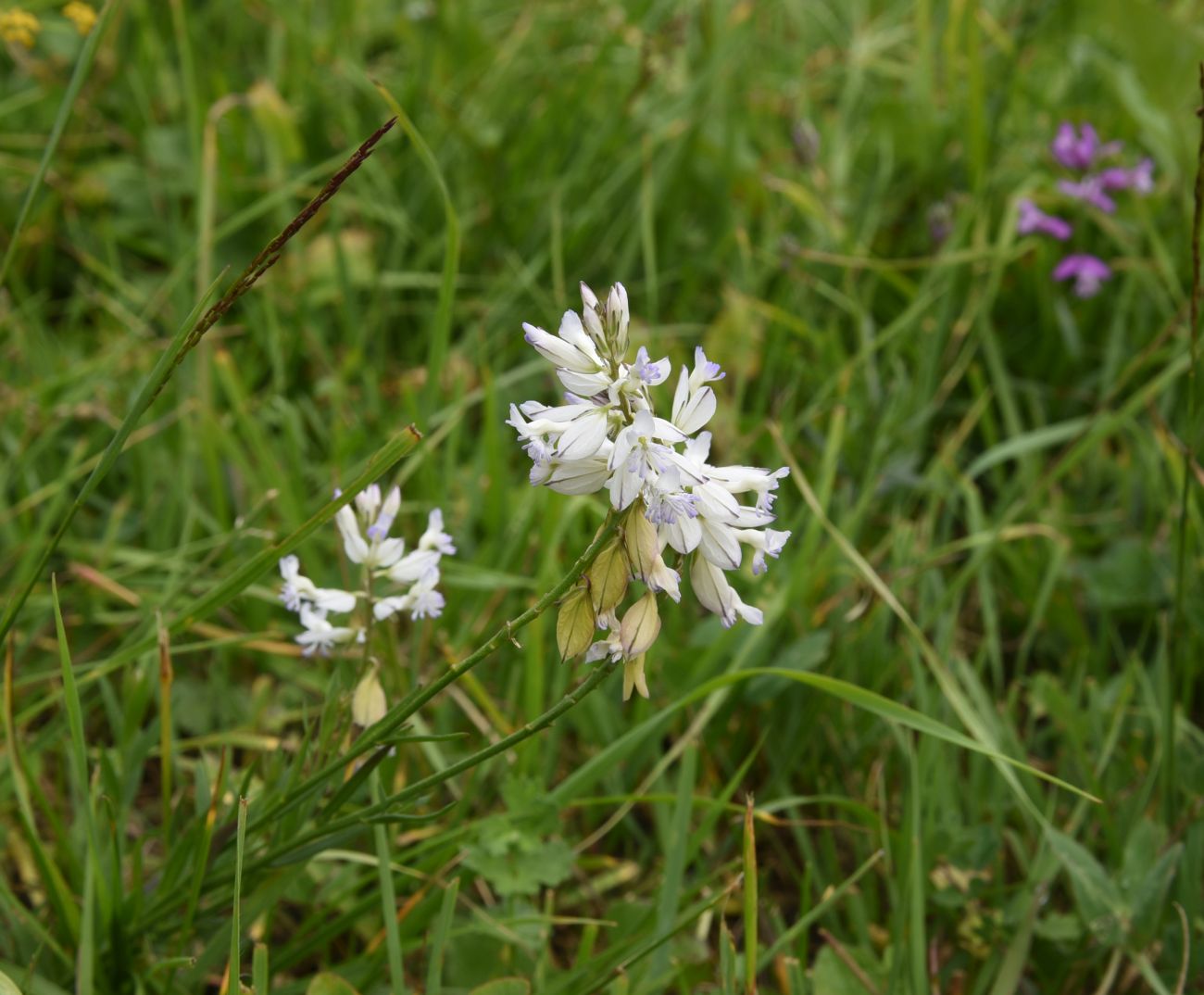 Изображение особи Polygala caucasica.