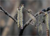 Populus tremula. Отцветшие мужские соцветия. Москва, Ферганский проезд, сохранившийся у домов лес. 12.04.2023.