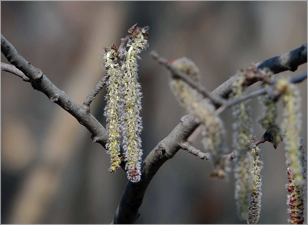 Image of Populus tremula specimen.