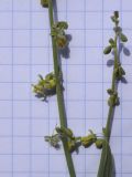 Rumex scutatus. Часть соцветия с распустившимися цветками и верхушка соцветия с нераспустившимися цветками. Испания, автономное сообщество Каталония, провинция Жирона, комарка Рипольес, муниципалитет Сеткасес, окр. н.п. Сеткасес, ≈1350 м н.у.м., пойма ручья Валь-Льобре, искуственно террасированный склон, среди камней основания подпорной стенки. 23.04.2023.