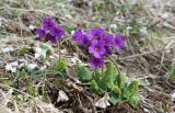 Primula amoena