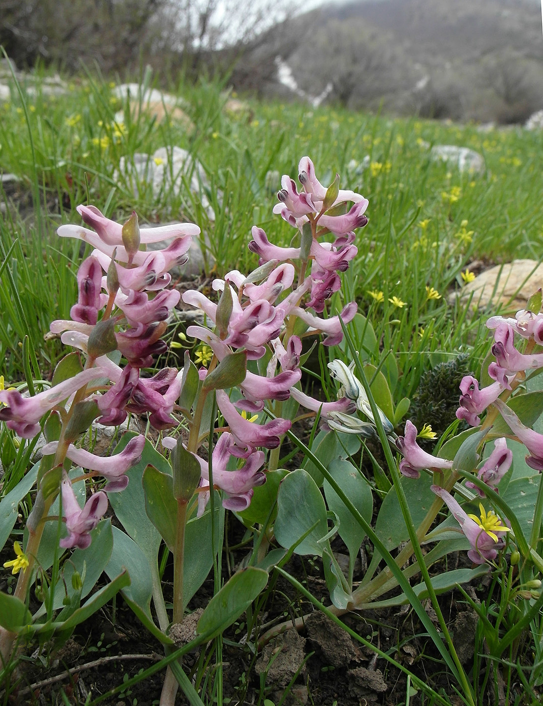 Изображение особи Corydalis ledebouriana.