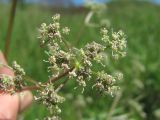genus Trinia. Соцветие. Краснодарский край, окр. г. Армавир, степной склон. 04.05.2023.
