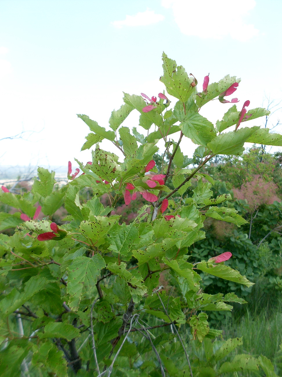 Изображение особи Acer tataricum.