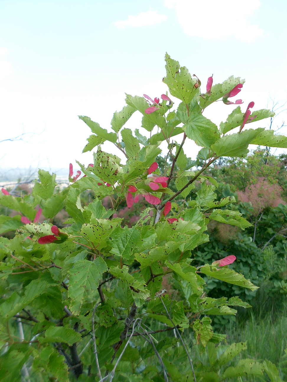 Image of Acer tataricum specimen.