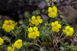 Potentilla sphenophylla