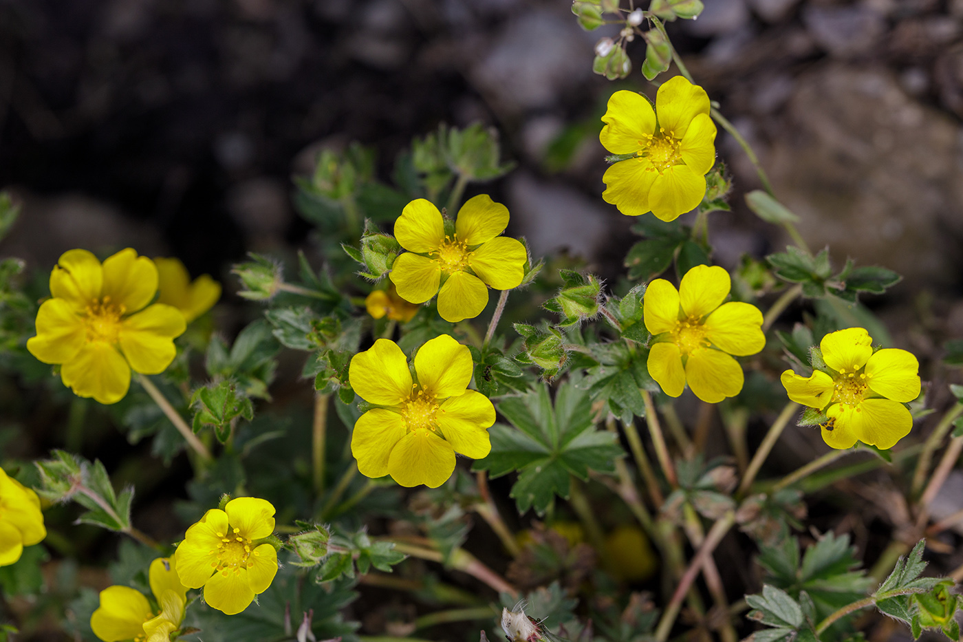 Изображение особи Potentilla sphenophylla.