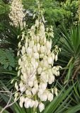 Yucca aloifolia