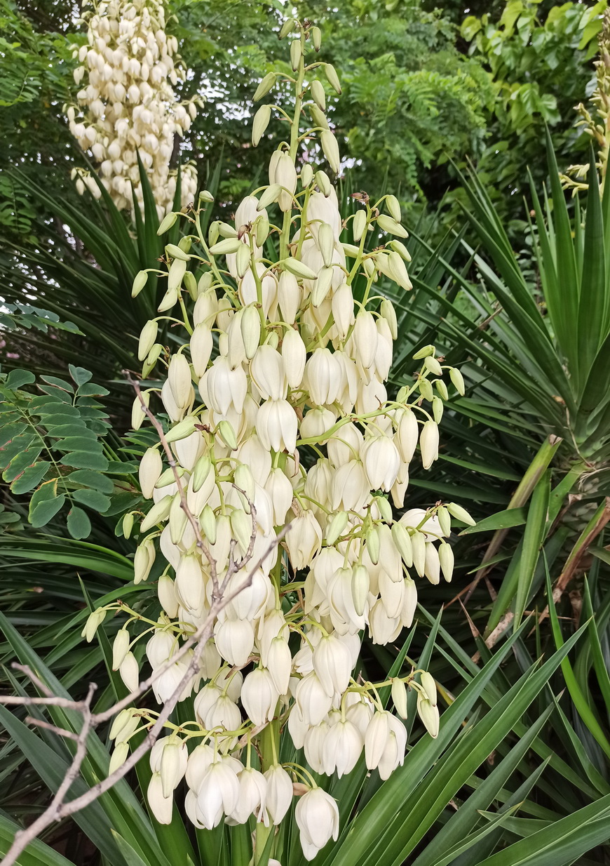 Изображение особи Yucca aloifolia.