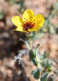 Rosa persica