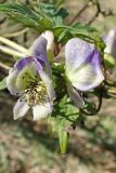 Aconitum sczukinii