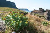 Rhodiola rosea