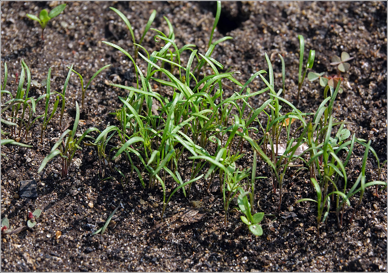 Image of Anethum graveolens specimen.