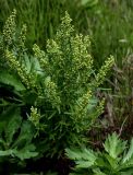 Artemisia japonica