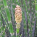 Image of taxon representative. Author is Владимир Папченков