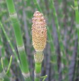 Equisetum fluviatile. Стробил. Ярославская обл., Угличский р-н, дер. Масальское, р. Корожечна. 27.05.2010.