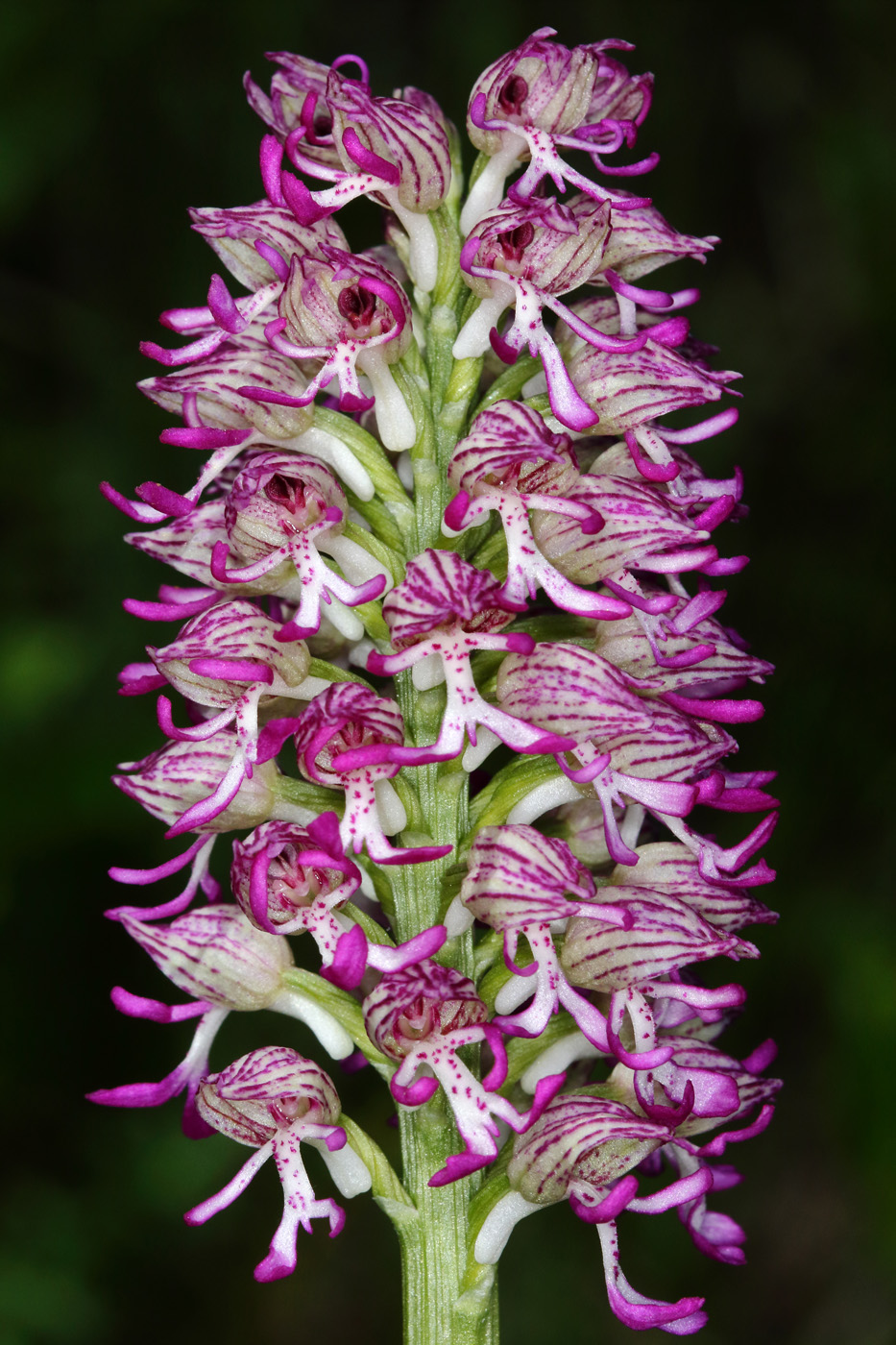 Изображение особи Orchis &times; angusticruris nothosubsp. transcaucasica.