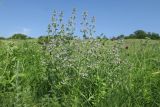 Nepeta parviflora