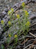 Barbarea orthoceras