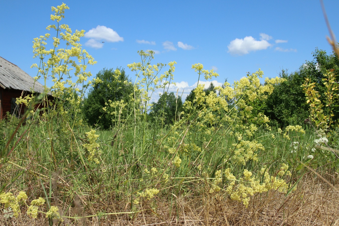 Image of Galium &times; pomeranicum specimen.