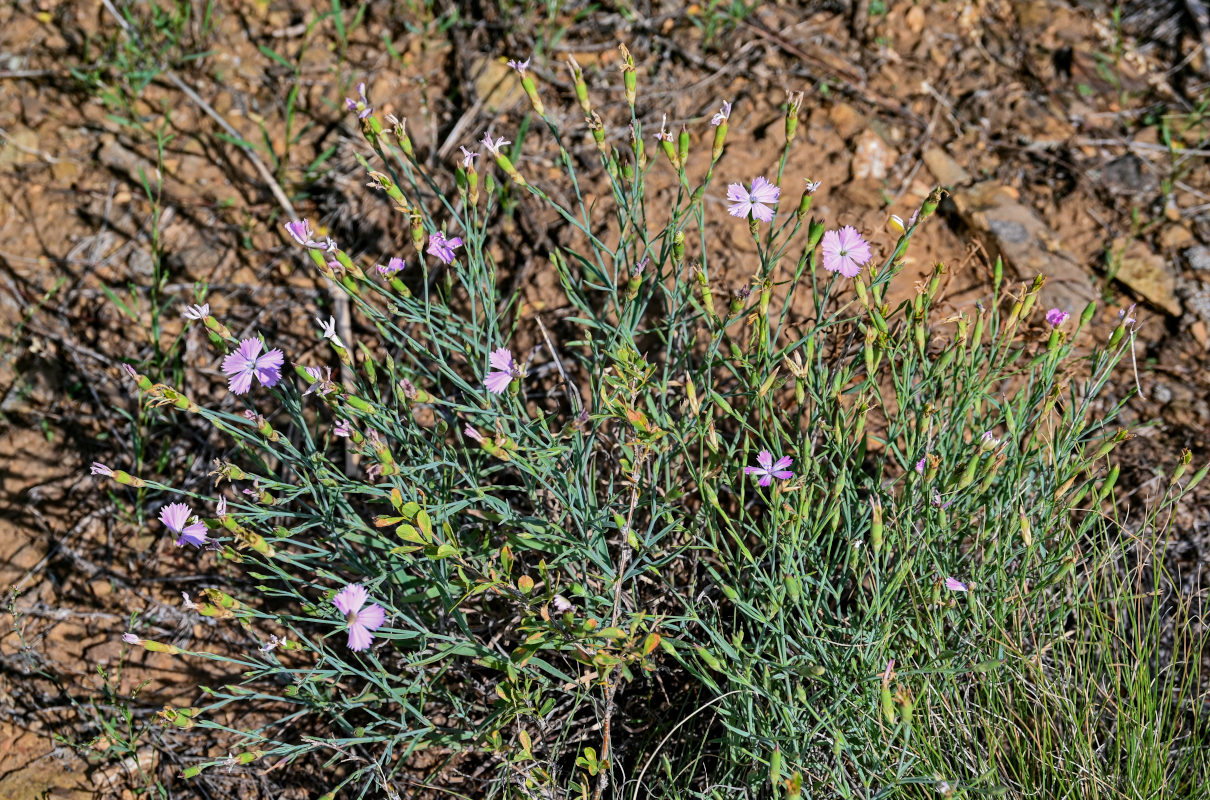 Image of Dianthus uralensis specimen.