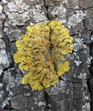 Xanthoria parietina