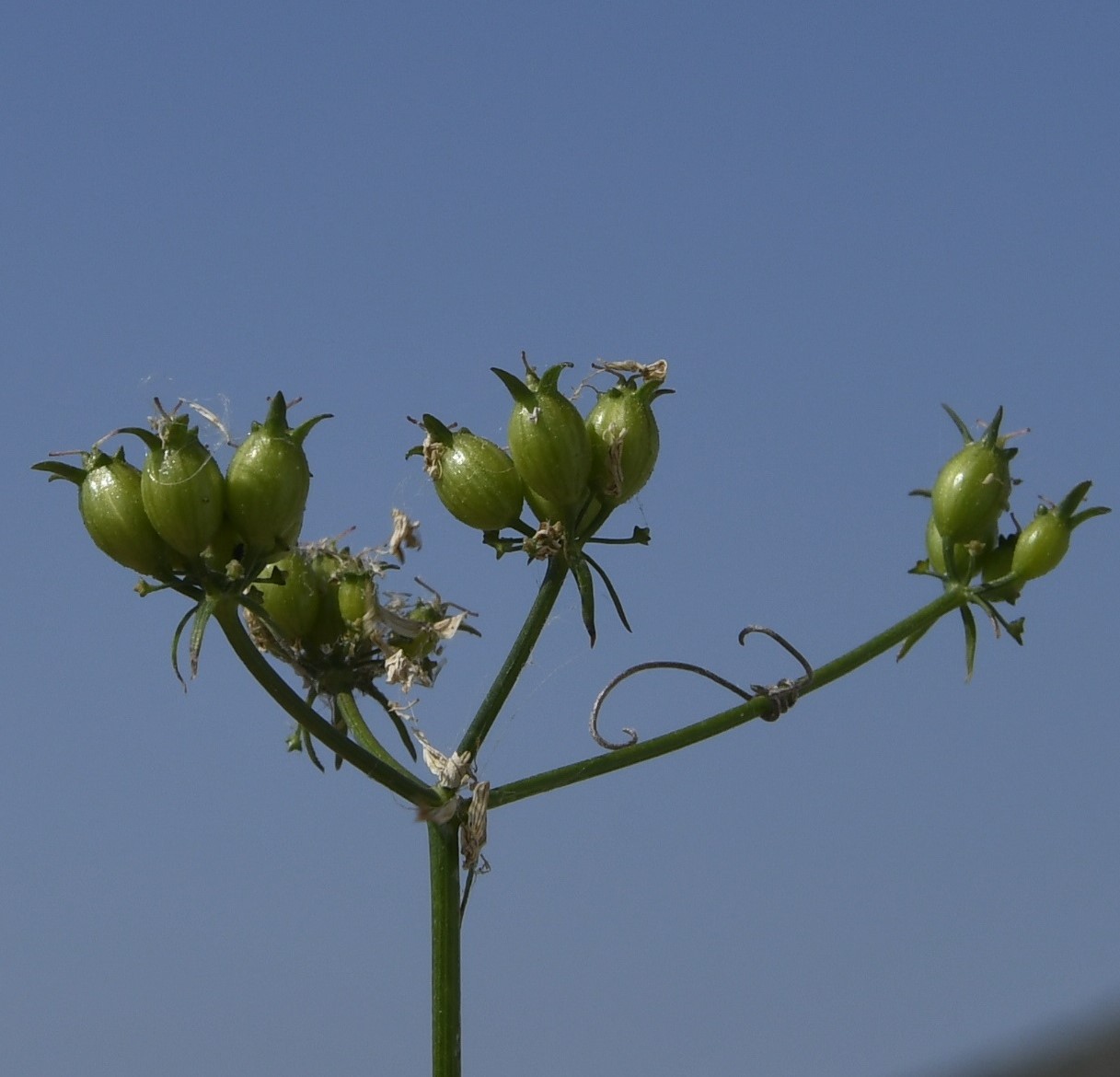 Image of Coriandrum sativum specimen.