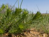 Galium verum. Побеги. Краснодарский край, Темрюкский р-н, гора Дубовый Рынок, остепнённый луг. 14.04.2018.