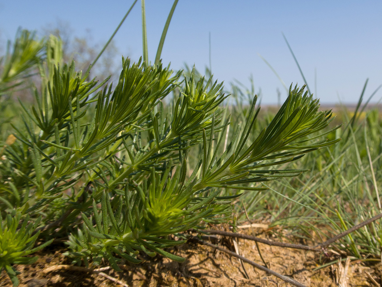 Image of Galium verum specimen.