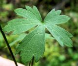 Ranunculus propinquus