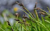 Carex altaica