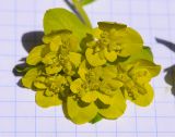 Изображение особи. Автор - Светлана Коурова