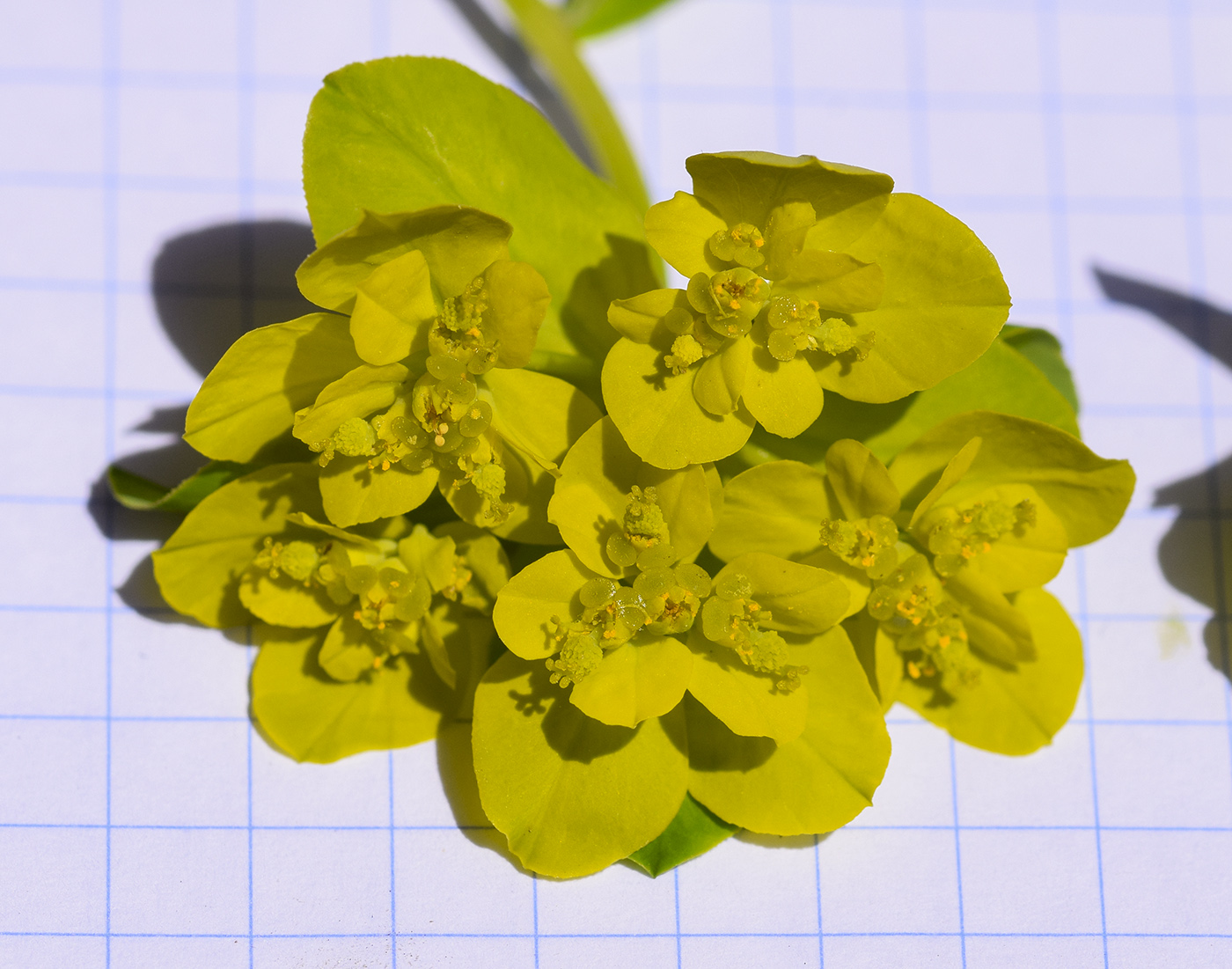 Изображение особи Euphorbia verrucosa.
